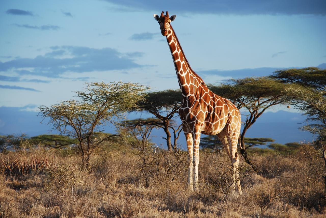 Bush Lovers Lodge Modimolle Luaran gambar